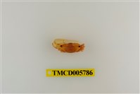 藏品(乳白南方招潮蟹)的圖片